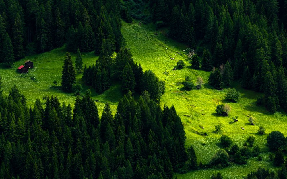 Природа Швейцарии хвойный лес