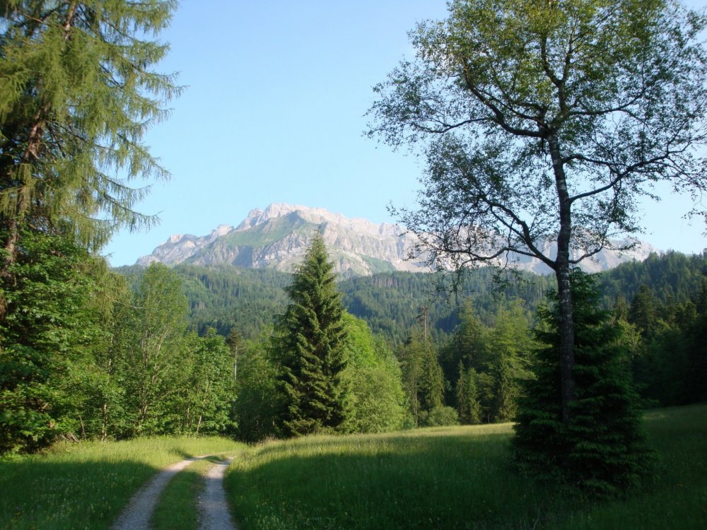 Природа Швейцарии хвойный лес