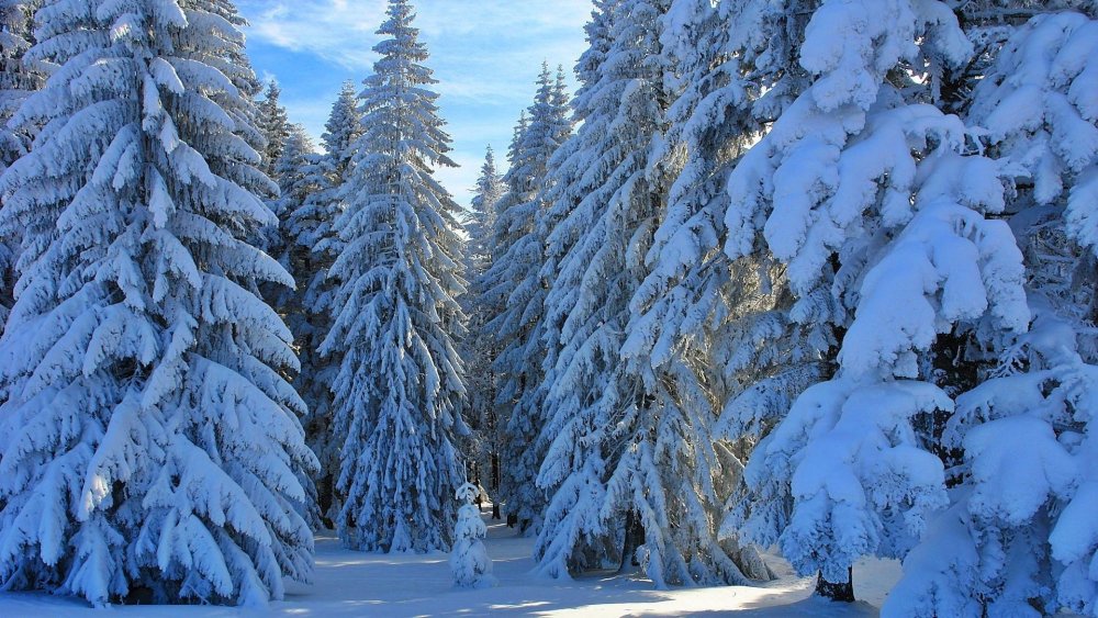 Сказочно красивый зимний лес
