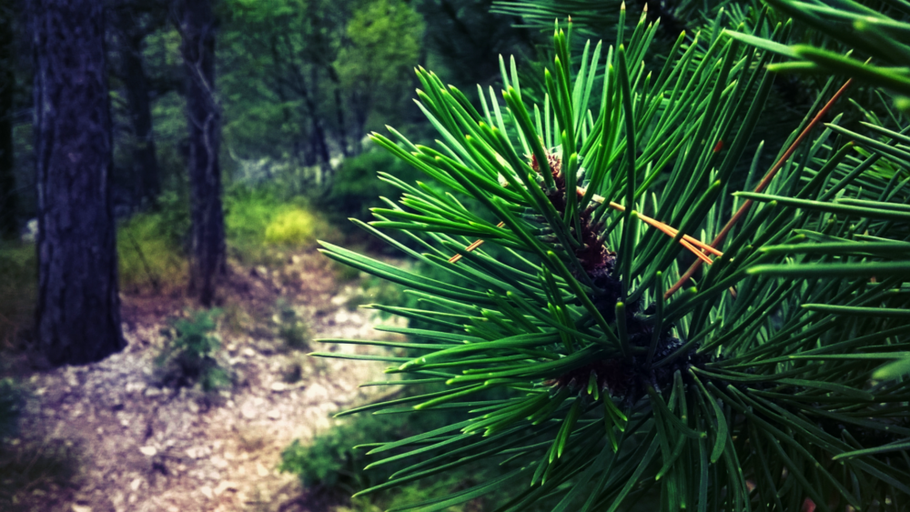 Сосна белая японская Pinus parviflora
