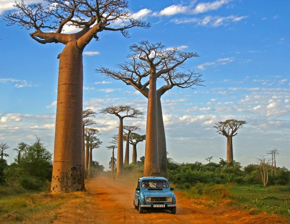 Деревья на Мадагаскаре баобабы