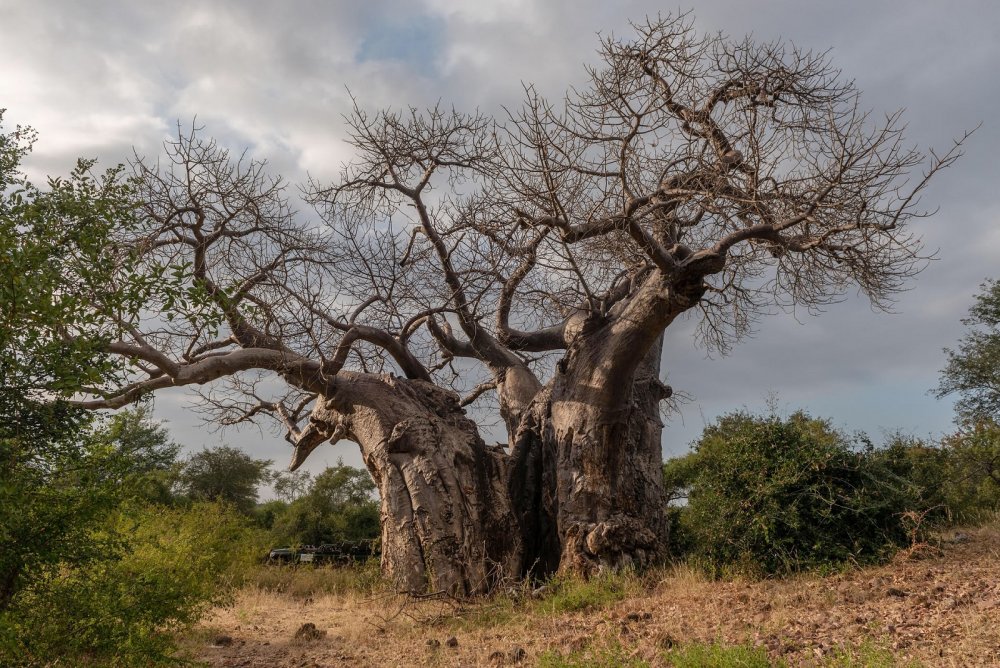 Ароматное дерево в ЮАР