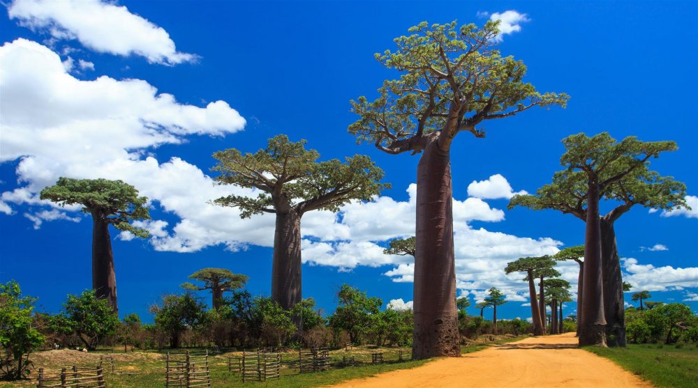 Дерево в Африке баобаб