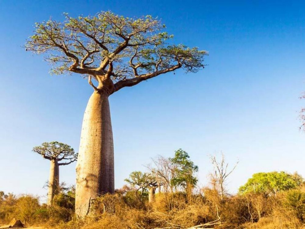 Бутылочное дерево в Африке