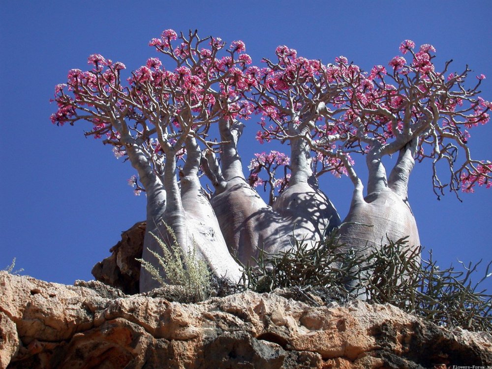Бутылочные деревья острова Сокотра