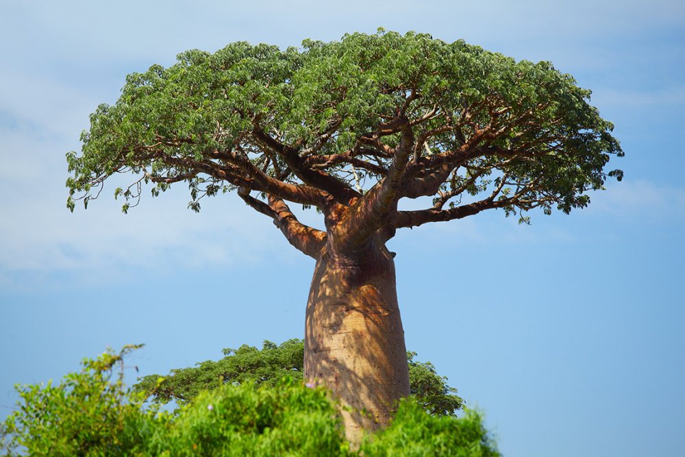 Саванна Калахари дерево