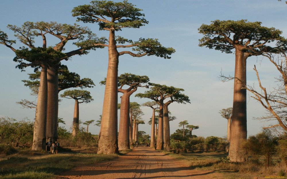 Мурундава Мадагаскар