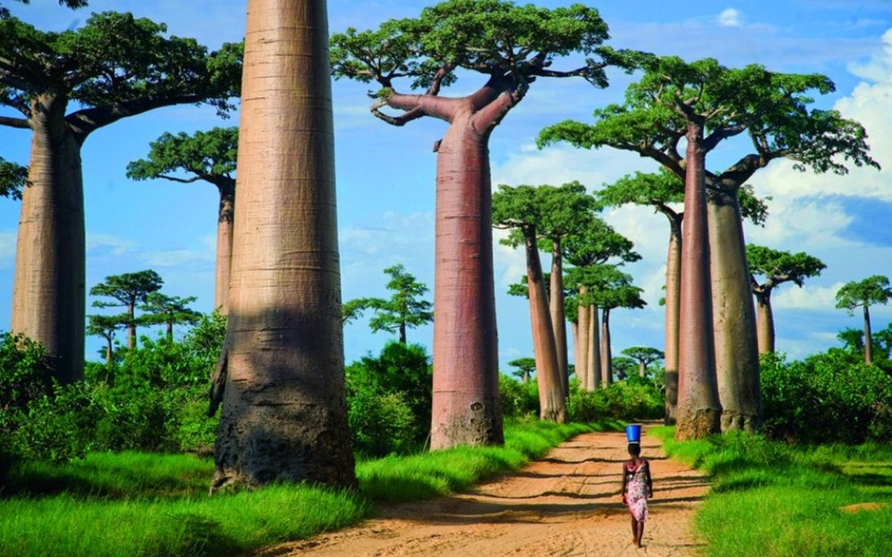 Проспект баобабов Мадагаскар