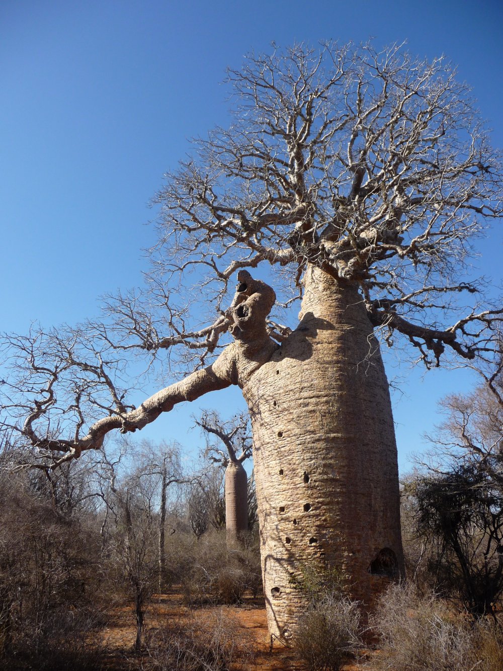 Саванна деревья баобаб