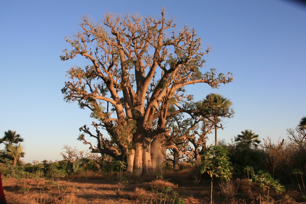 Баобаб самое старое дерево в мире