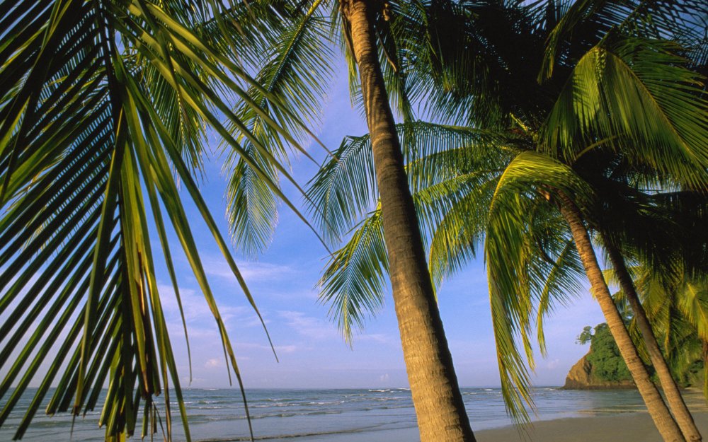 Красивая природа море пальмы