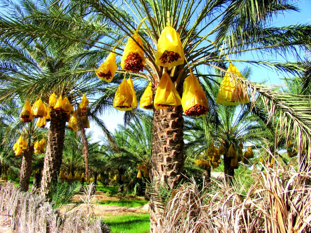 Пальмы в Тунисе