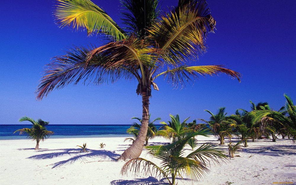 Камерунский пальмовый берег