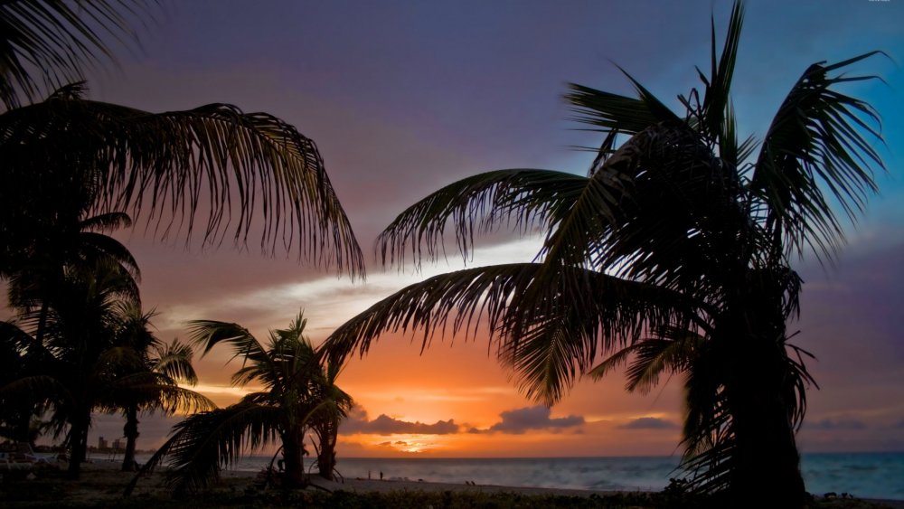 Ночной пляж с пальмами