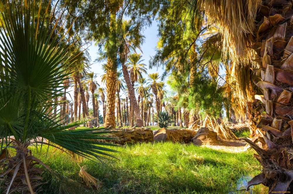 Хиераполис пальмы