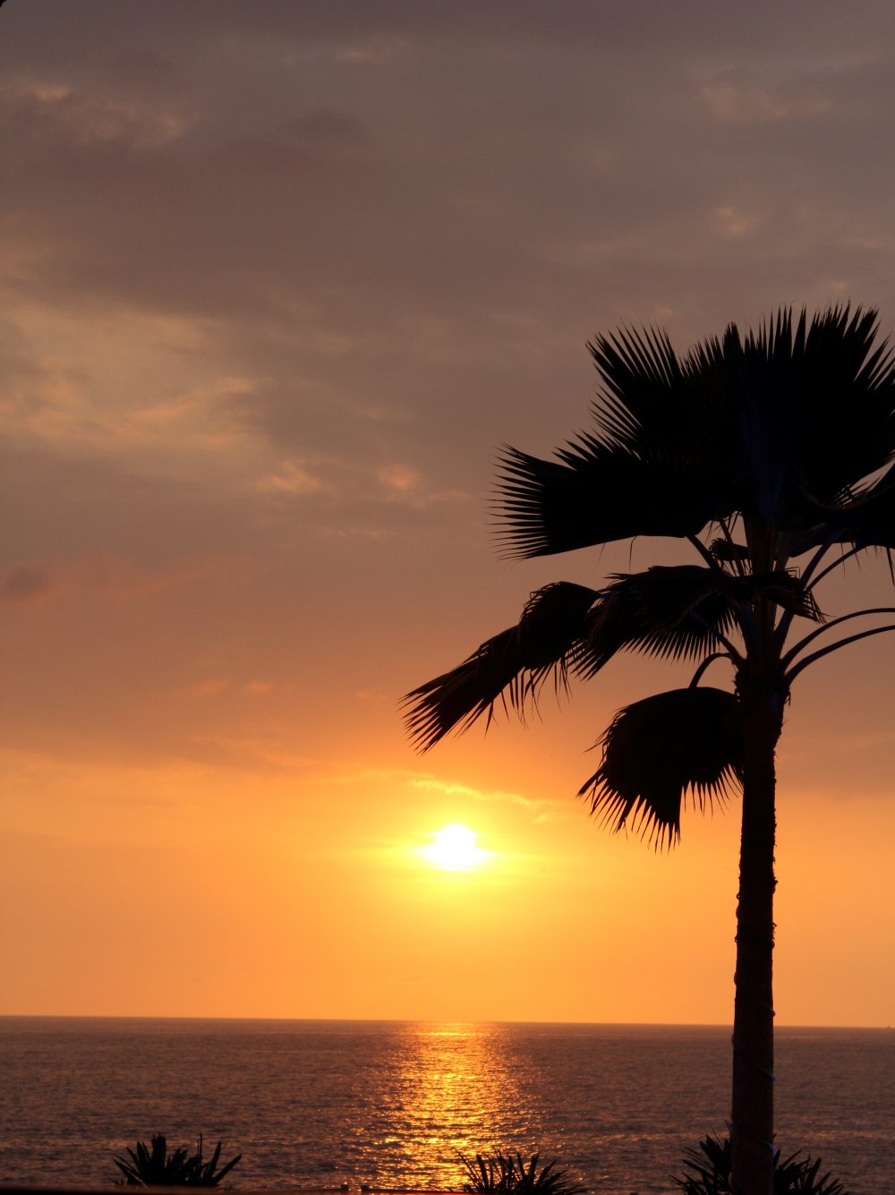 Рассвет на море пальмы