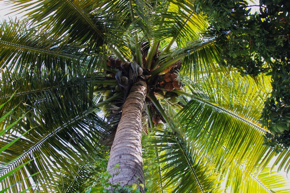 Самоа кокосовая Пальма