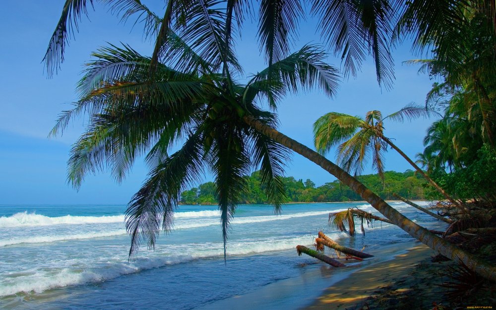 Коста Рика пальмы