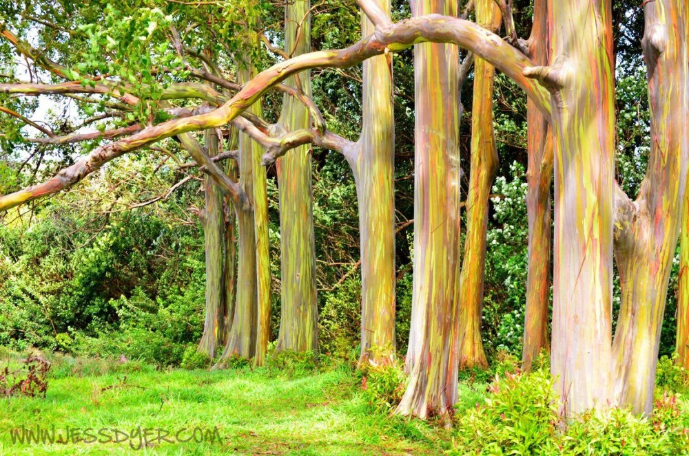 Радужный эвкалипт (Eucalyptus deglupta