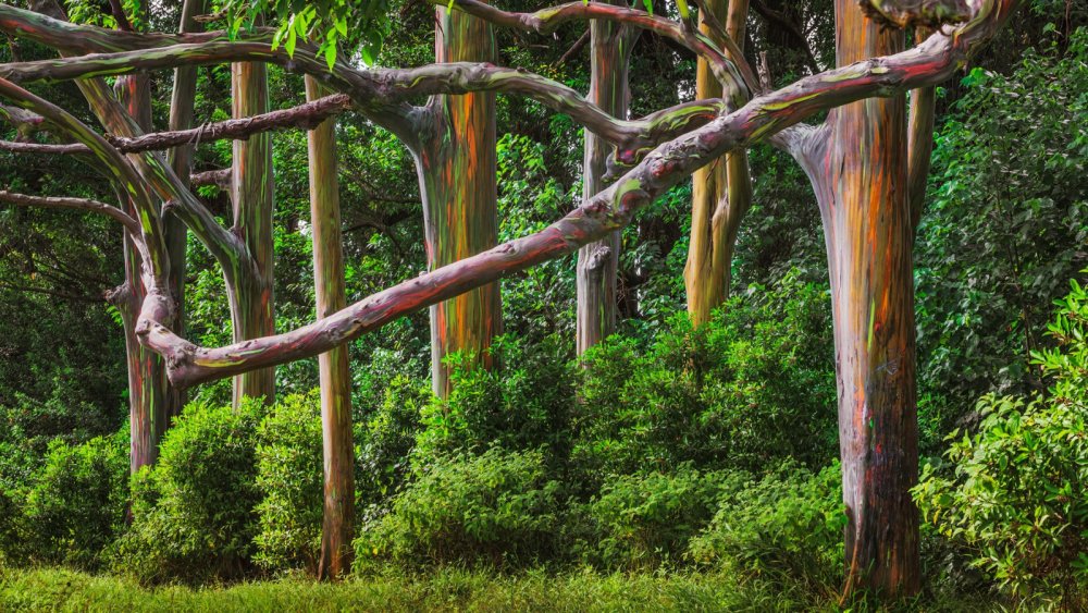 Радужный эвкалипт лес