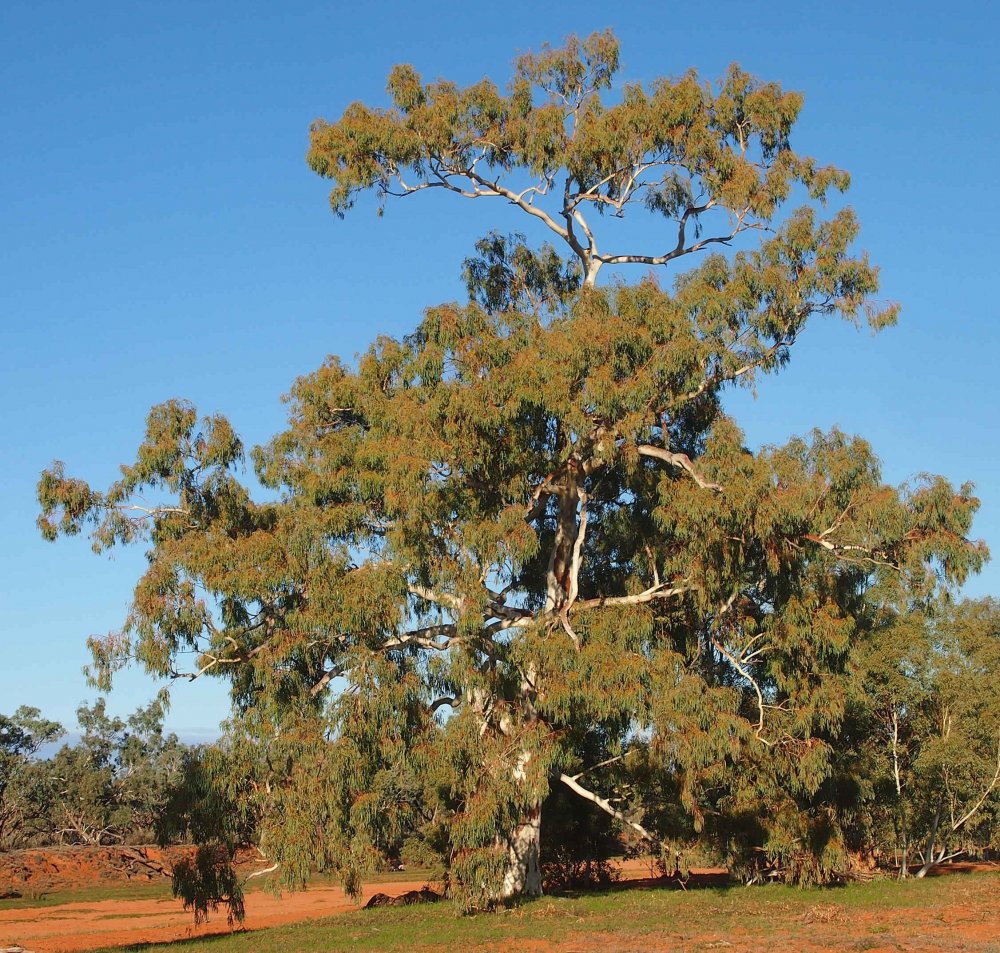 Австралийский эвкалипт 150 метров