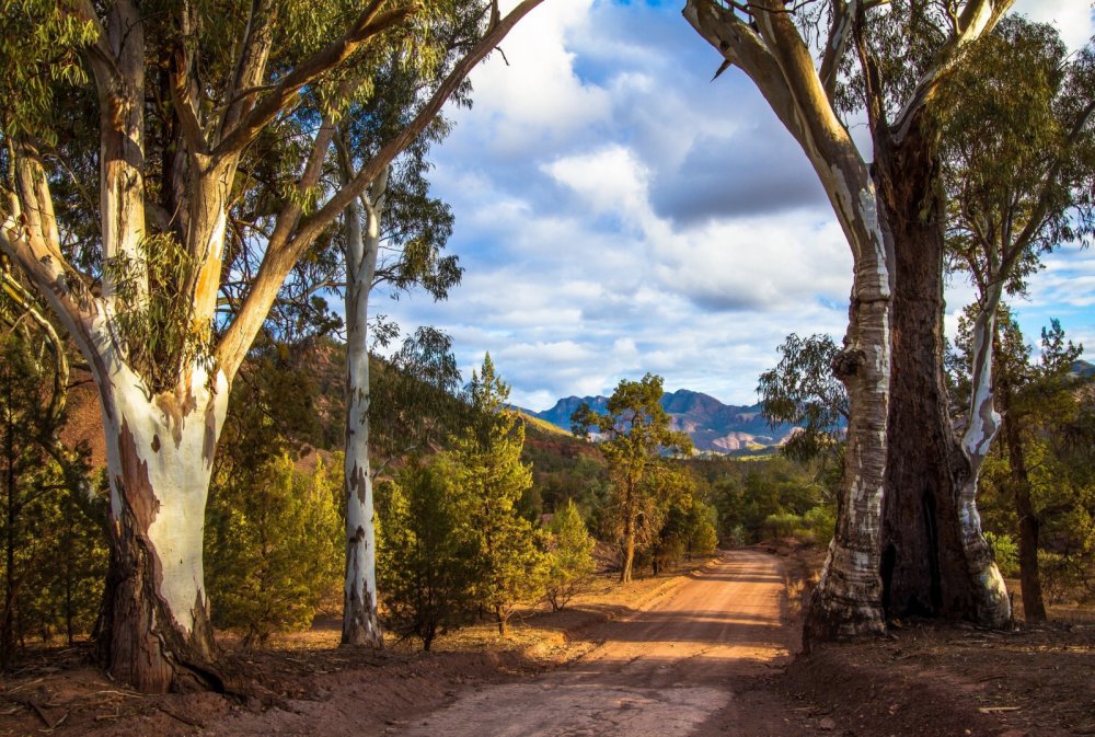 Национальный парк большой Биделуп, Австралия деревья
