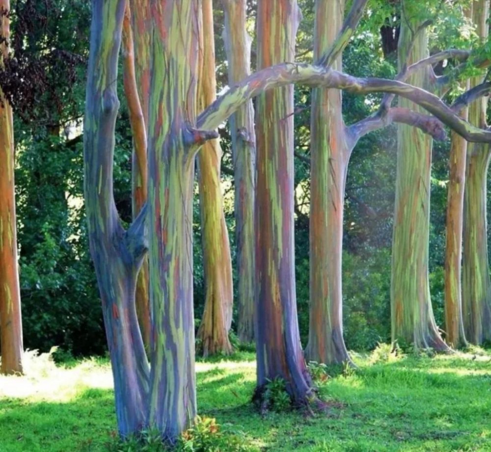 Дерево Радужный эвкалипт