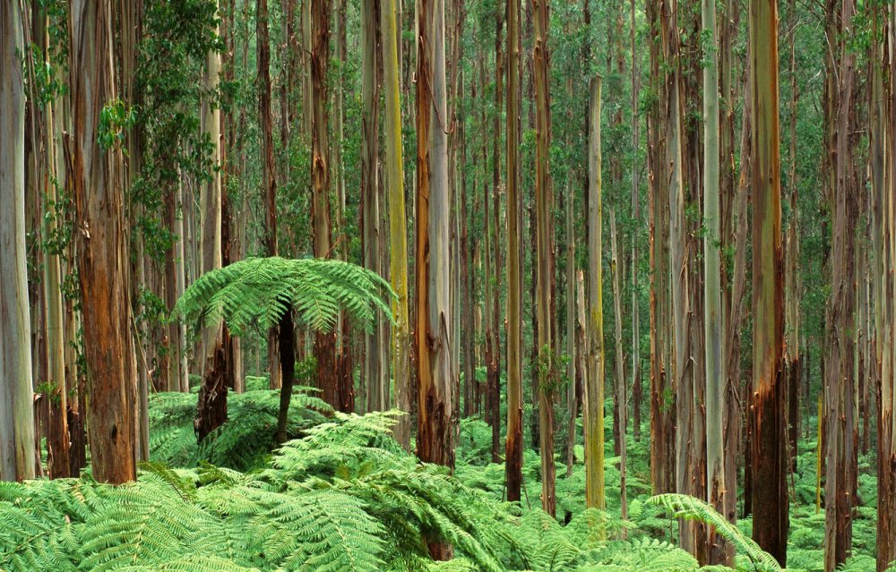 Эвкалиптовый лес Тасмания