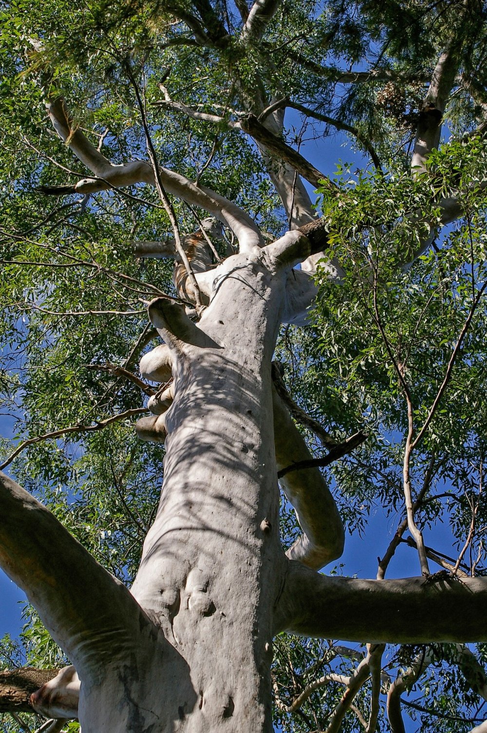 Eucalyptus Grandis