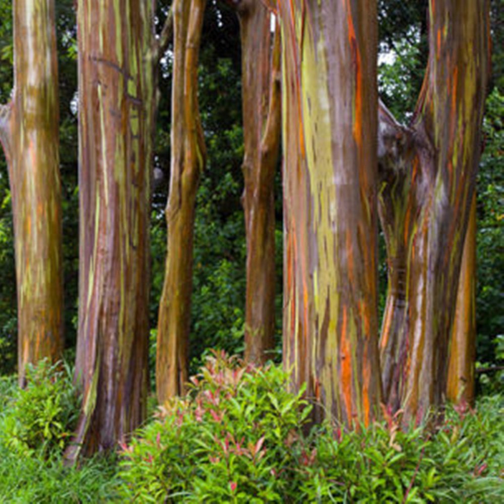 Eucalyptus deglupta бонсай