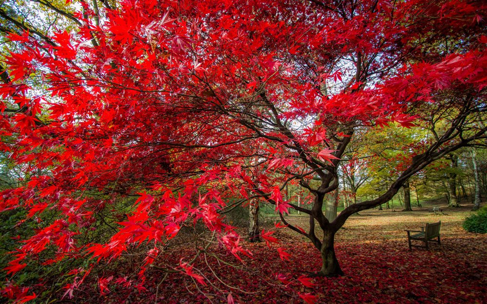Клен красный осенью дерево