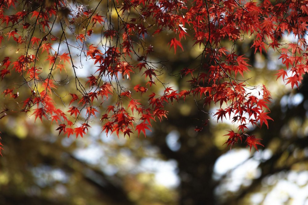 Осенний красный клен дерево