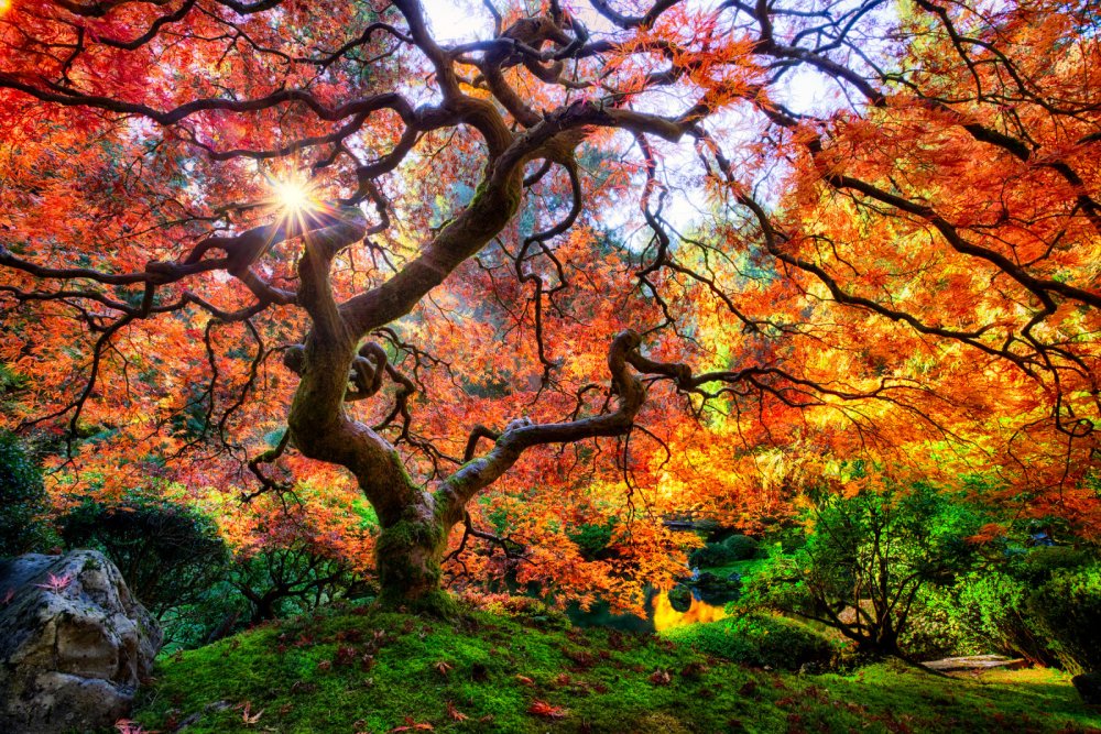 Ветвистый клен в саду Вашингтонского парка