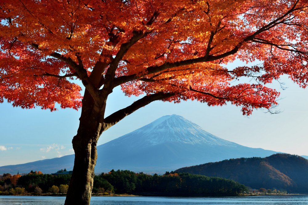 Гора Фудзи и красный клен