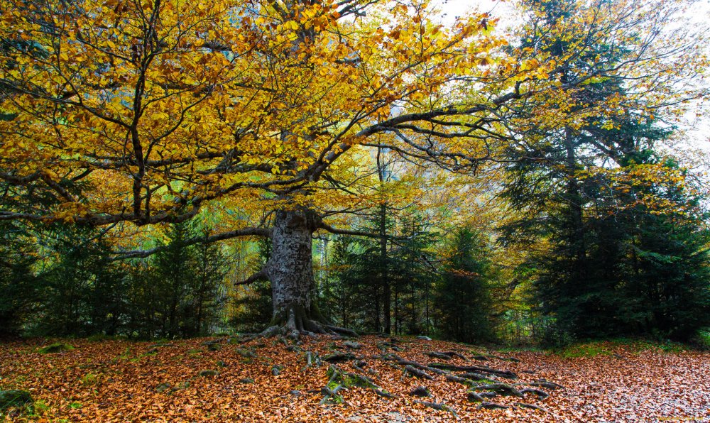 Осень в дубовых лесах