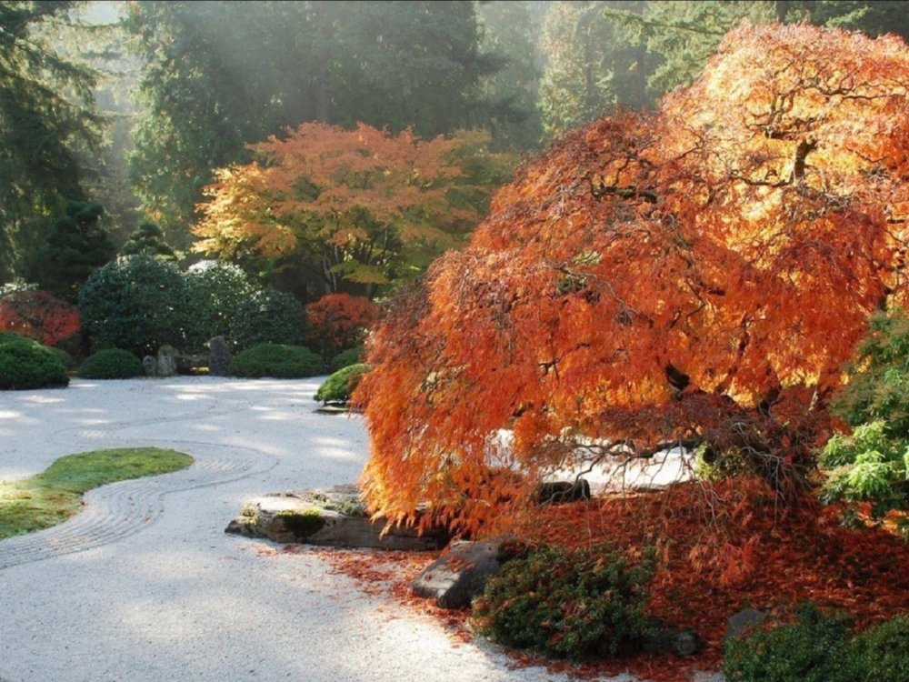 Осенний японский сад в Портленде, США.