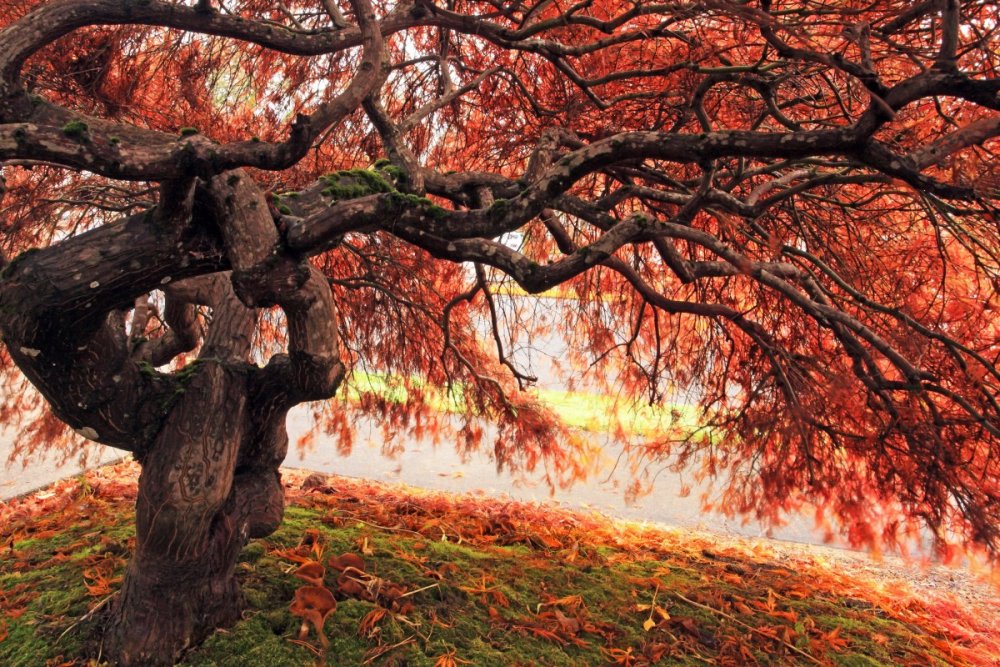 Японский дуб, мидзунара листва