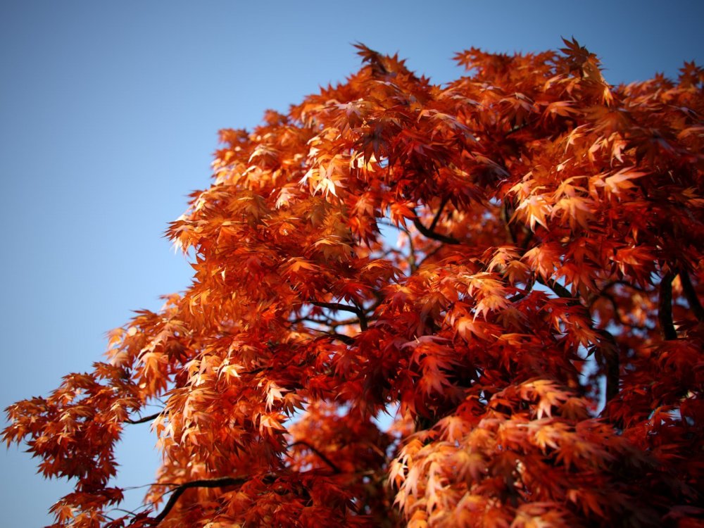 Кудрявые деревья осень
