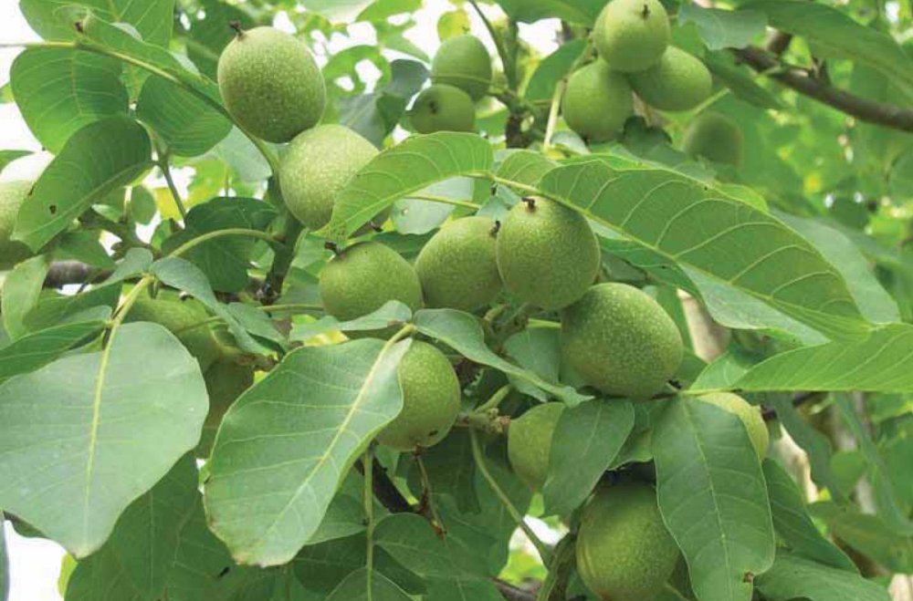 Грецкой орех дерево в Иране