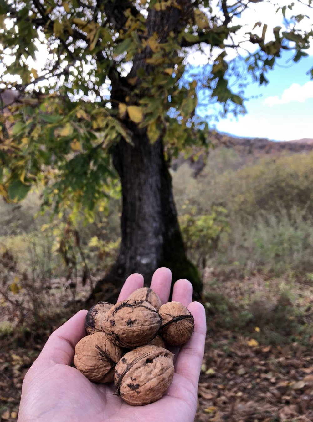 Орехи в природе