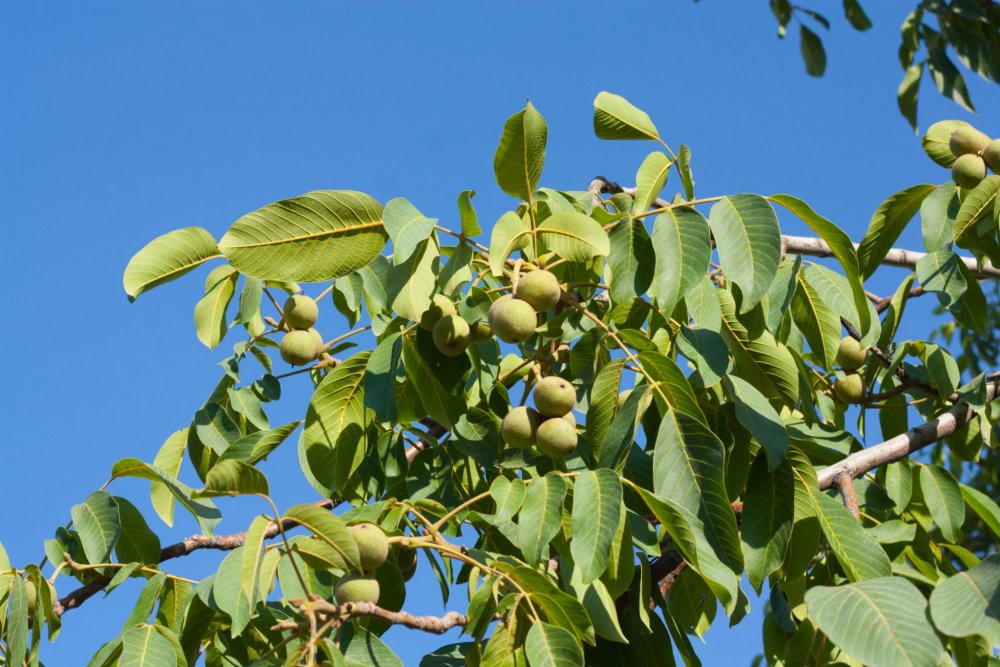 Орешник грецкий дерево