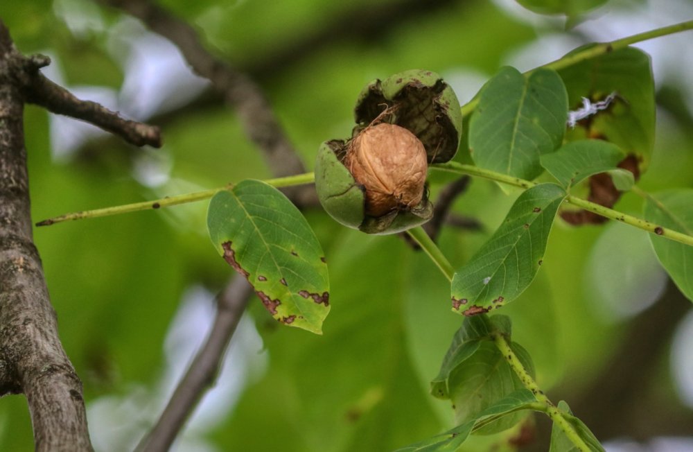Вздутия на листьях грецкого ореха
