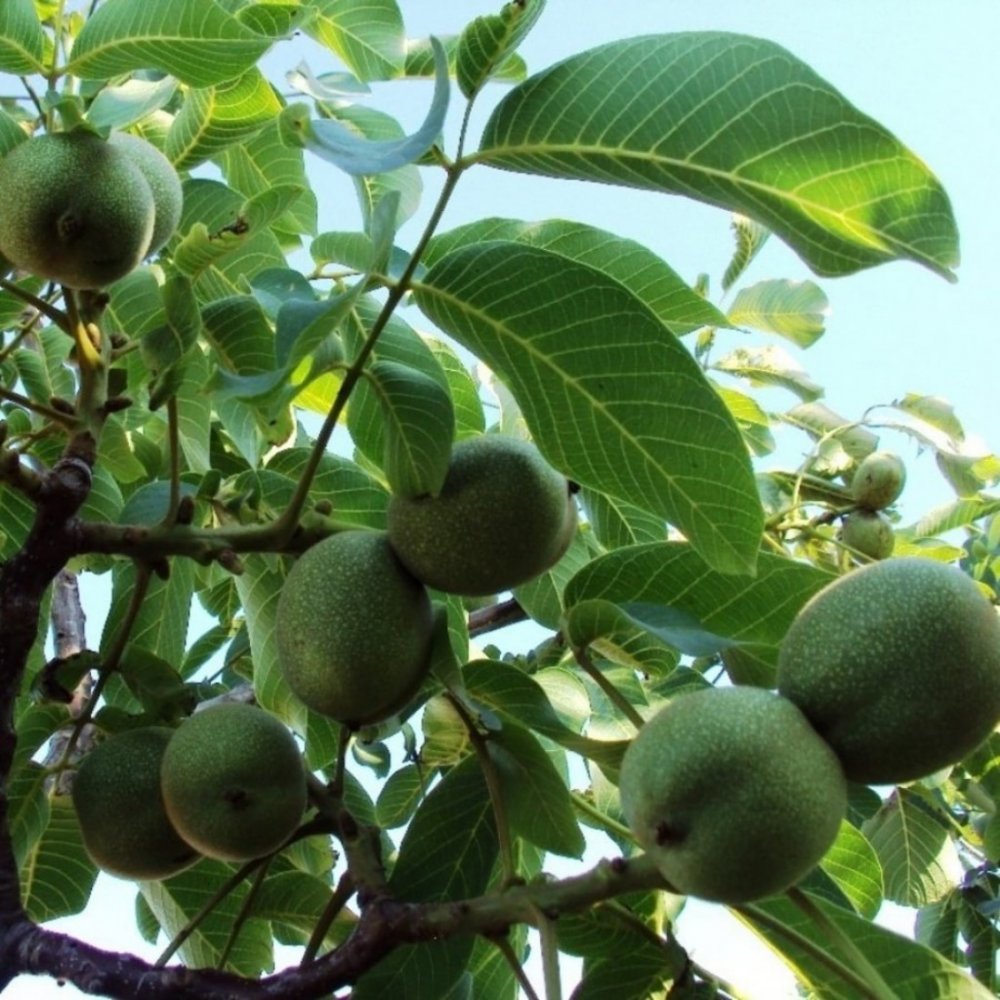 Турецкий орех дерево
