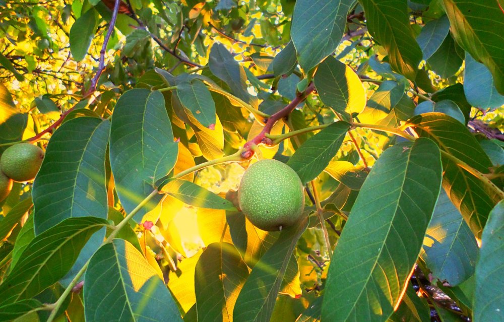 Сон ореховое дерево с плодами