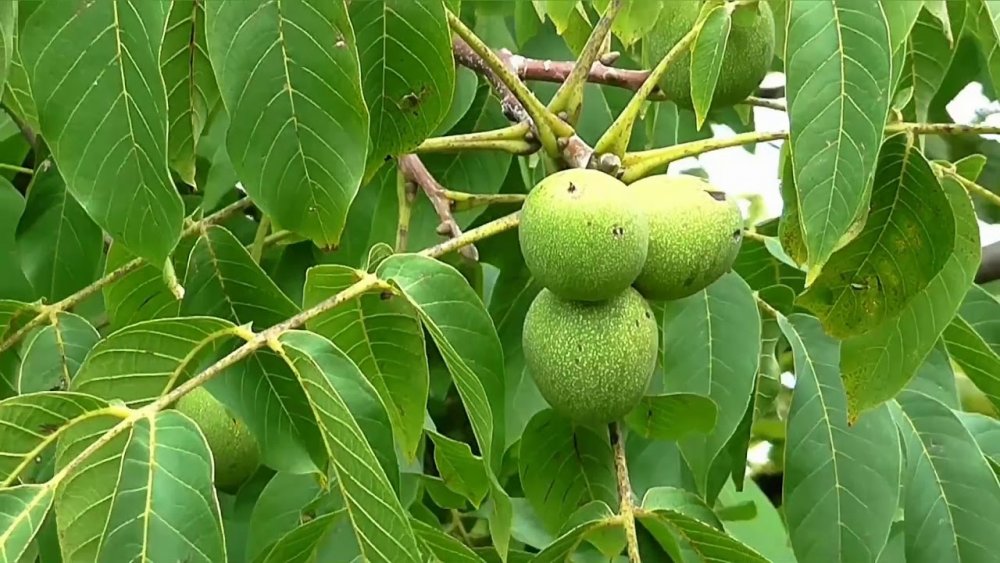 Орех дерево Центральная Россия