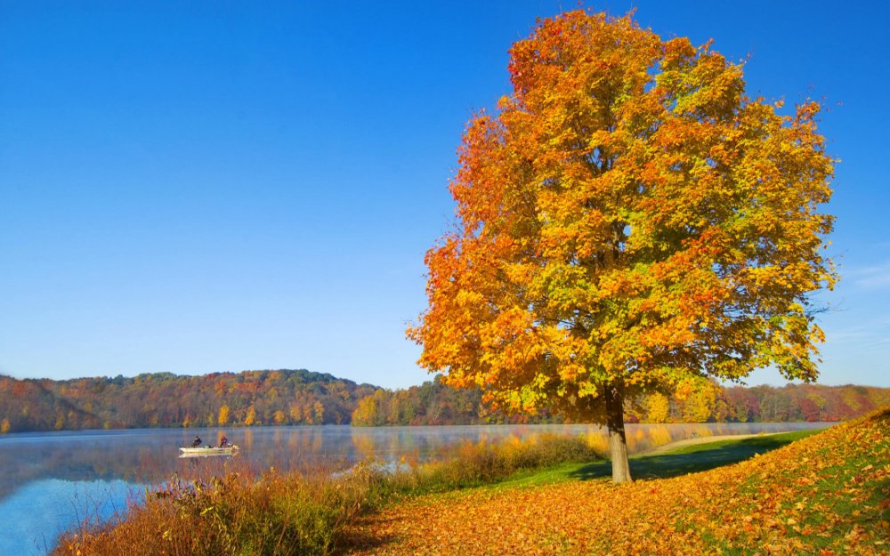 Золотая осень клен лес озеро