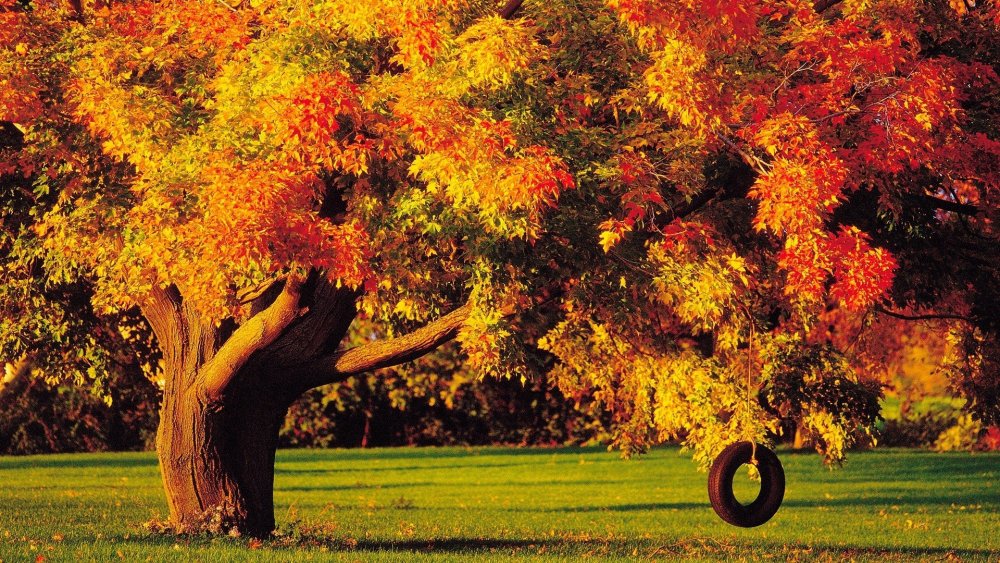 Красивые осенние деревья