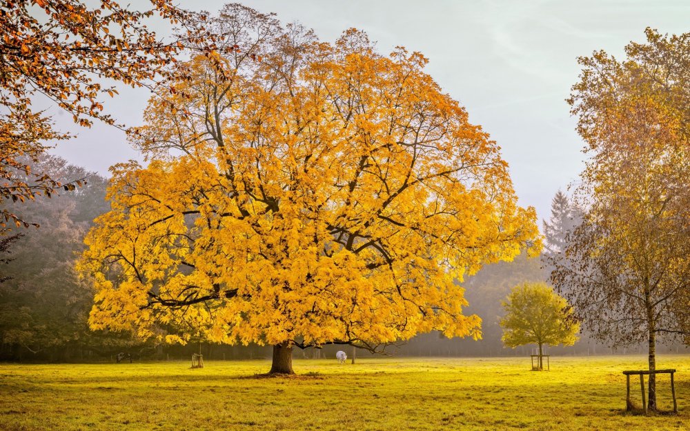 Осень деревья