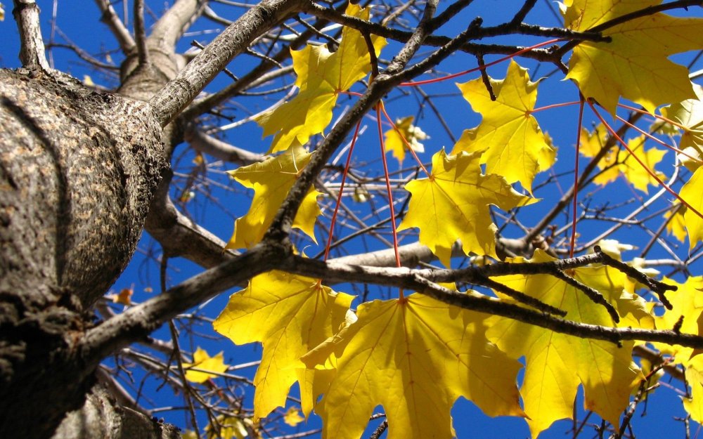 Клен осенью желтые дерева