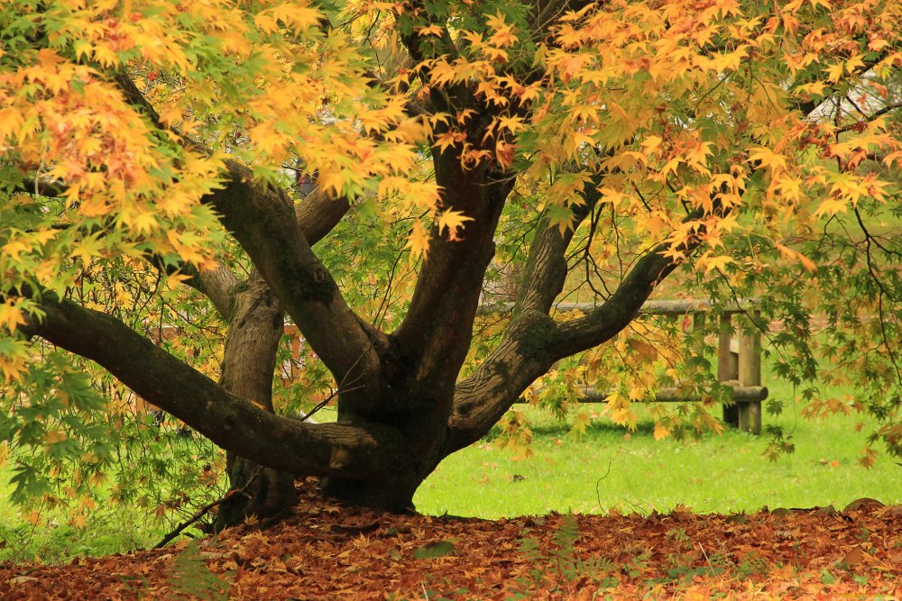 Дерево с опавшими листьями